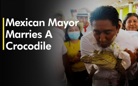 কুমিরকে বিয়ে করলেন মেয়র সোসা!