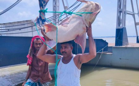 সাড়ে ৩৬ কেজি ওজনের বাগাড় বিক্রি হলো ৪৮ হাজারে