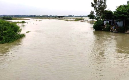 ঘাস কেটে বাড়ি ফেরা হলো না সাজাহানের