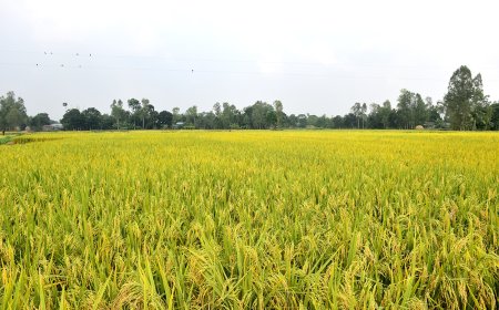 ৬০ বিঘার বেশি জমির মালিক হতে পারবে না বাংলাদেশি নাগরিকরা
