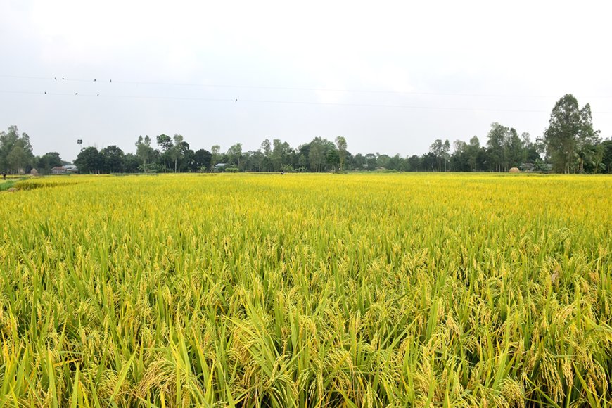 ৬০ বিঘার বেশি জমির মালিক হতে পারবে না বাংলাদেশি নাগরিকরা