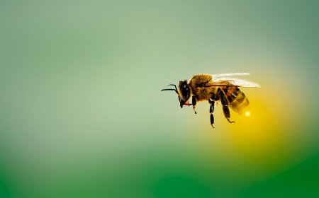 ভিমরুলের কামড়ে বোনের পর ভাইয়ের মৃত্যু