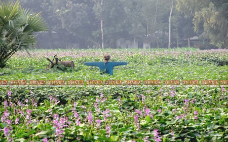 ফসলের মাঠে এখনও দেখা মেলে কাকতাড়ুয়ার
