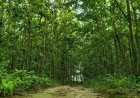প্রকাশিত সংবাদে বনবিভাগের নিন্দা ও প্রতিবাদ 
