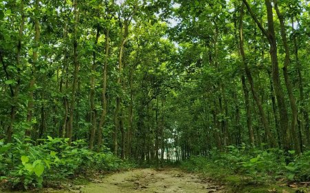 প্রকাশিত সংবাদে বনবিভাগের নিন্দা ও প্রতিবাদ 