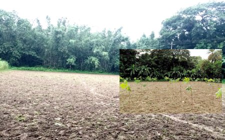 জমির মালিকানা দ্বন্দ্বে বলি ৩০০ মেহগনি গাছ, থানায় অভিযোগ