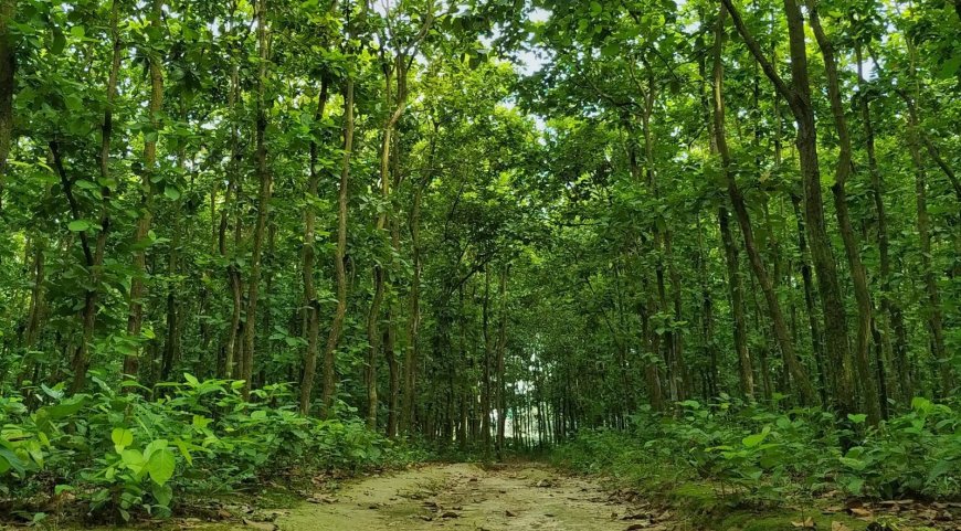 প্রকাশিত সংবাদে বনবিভাগের নিন্দা ও প্রতিবাদ