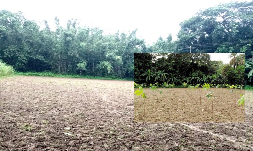 জমির মালিকানা দ্বন্দ্বে বলি ৩০০ মেহগনি গাছ, থানায় অভিযোগ